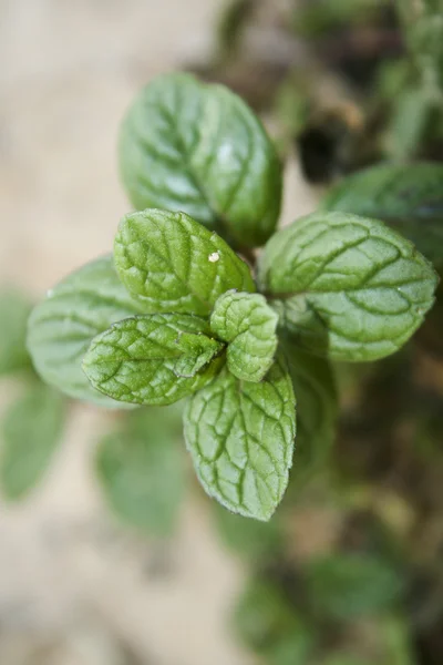 Planta de hortelã-pimenta fresca na natureza — Fotografia de Stock