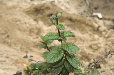 doğa içinde yaprak taze yeşil nane