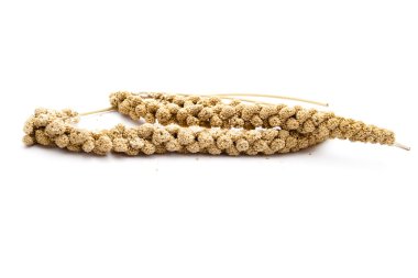 beyaz zemin üzerinde kuşlar darı