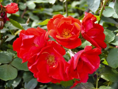 doğanın yeşil yaprak ile kırmızı çiçek