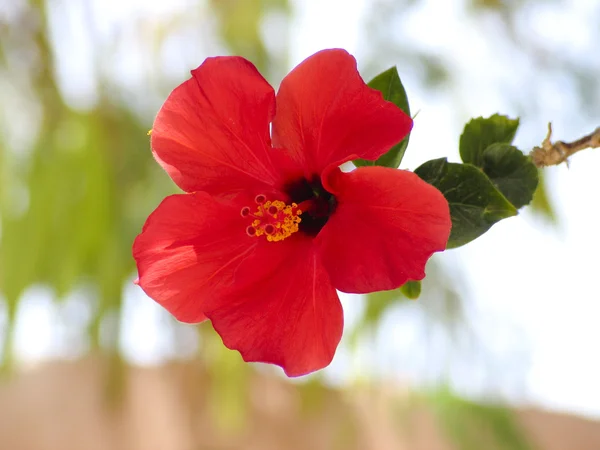 doğanın yeşil yaprak ile kırmızı çiçek