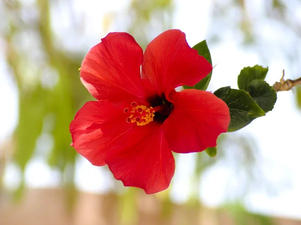 doğanın yeşil yaprak ile kırmızı çiçek