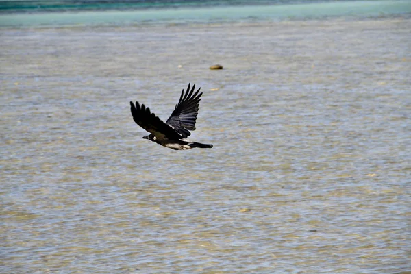 Pájaro volador en el océano — Foto de Stock