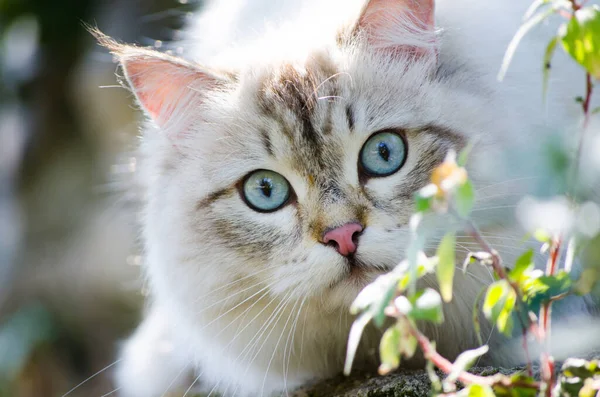 Cute Persian Cat Grey Color Blue Eyes Playing Garden — Stock Photo, Image
