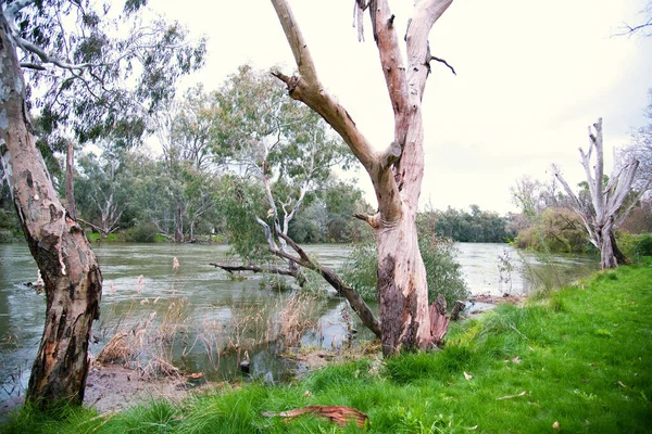 Boomstam Rivierbedding Bij Murray River Albury New South Wales Australië — Stockfoto