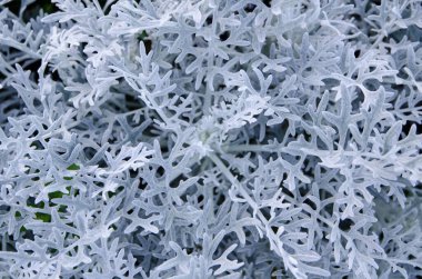 Centaurea cineraria, kadife centaurea, toz değirmencisi ve gümüş tozu olarak da bilinir. Asteraceae familyasından küçük bir bitkidir ve İtalya 'nın Capraia adasından gelmektedir..