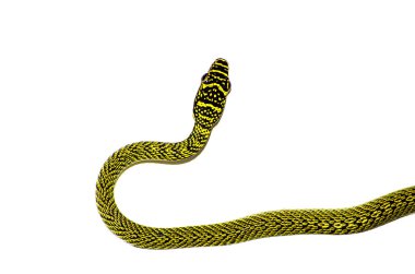 Krisopelea ornata yeşil yılan beyaz arka planda izole.