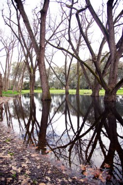 Oddies Creek Parkı, Albury Yeni Güney Galler 'de yansıması olan yapraksız ağaç