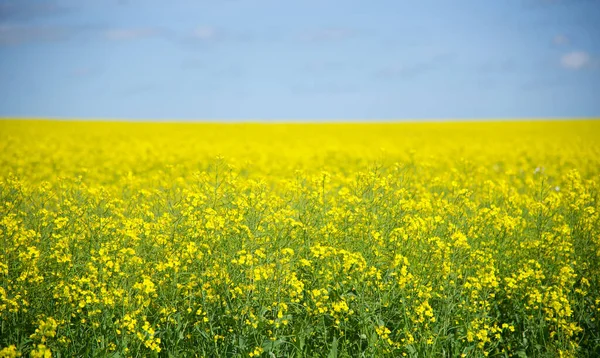 澳大利亚新的南威尔士的卡诺拉花黄色的田野 — 图库照片