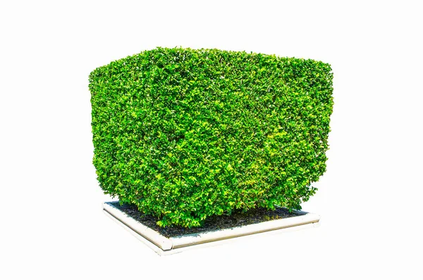 Design Siepi Tagliato Albero Verde Forma Quadrata Isolato Sfondo Bianco — Foto Stock