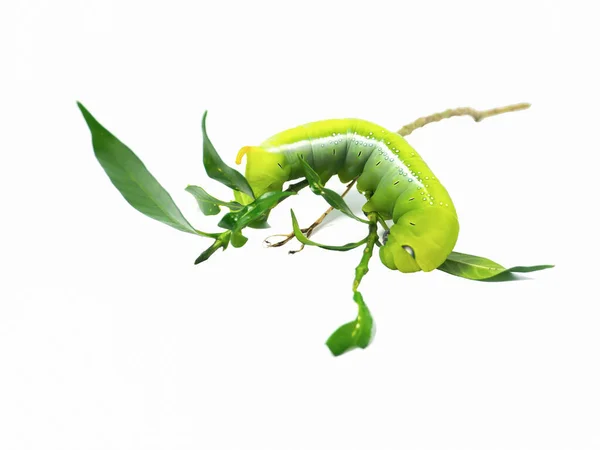 Zielona Gąsienica Idzie Zbliżeniu Kilka Zielonych Liści Odizolowanych Białym Tle — Zdjęcie stockowe