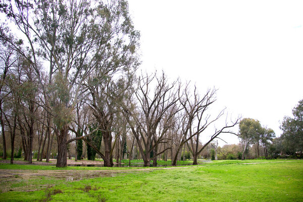Leafless tree in Oddies creek park open space area cross the Murray River from Victoria ,Albury New South Wales