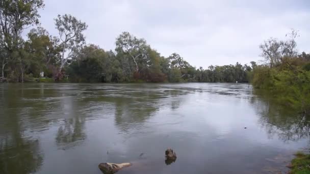 Rzeka Murray Zalana 2022 Względu Wyższe Niż Średnie Opady Deszczu — Wideo stockowe