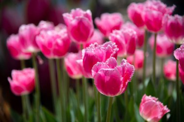 Avustralya 'nın bir bahar mevsiminde botanik bahçesindeki zarif koyu pembe lale çiçeği tarlasına odaklanın..