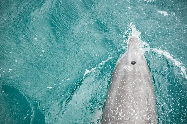 Дельфин Верхней Части Зрения Blowhole Над Водой — стоковое фото