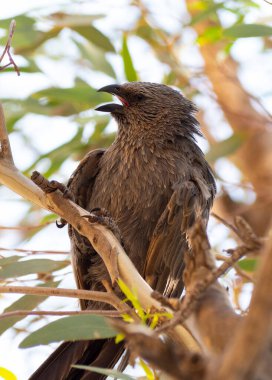 Dönen kuş Struth Cinerea, aynı zamanda gri atlayıcı olarak da bilinir, bitli Jack veya cwa kuşu Avustralya 'ya özgü, ormanlık alanlarda dolaşır..