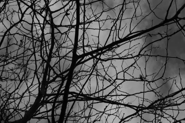 树的枝条以黑白相间的颜色紧密相连 — 图库照片