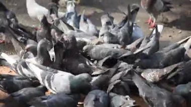 Bir grup aç güvercin yerde yakın mesafeden beslenir..