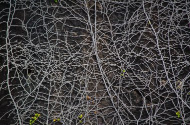 Eski siyah bir duvarda soyut bir ağaç kökü deseni.