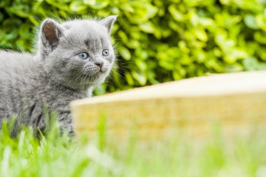 genç gri kedi Bahçe taze yeşil çim üzerinde yalan