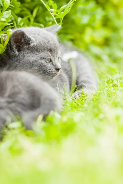 Nuori harmaa kissanpentu makaa puutarhassa tuoreella vihreällä ruoholla — kuvapankkivalokuva