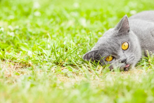 Gatinho cinza jovem deitado no jardim na grama verde fresca — Fotografia de Stock