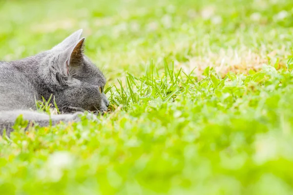 Gatinho cinza jovem deitado no jardim na grama verde fresca — Fotografia de Stock