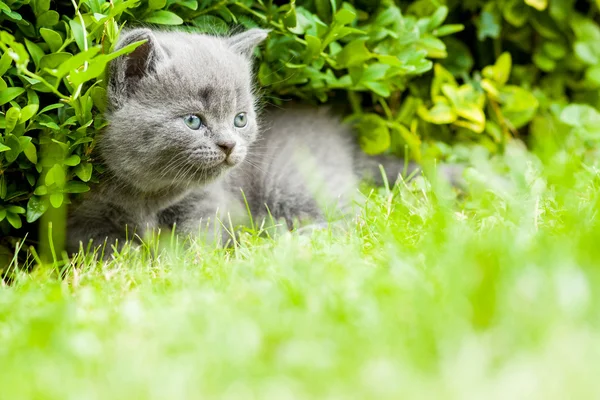Gatinho cinza jovem deitado no jardim na grama verde fresca — Fotografia de Stock