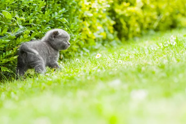 Gatinho cinza jovem deitado no jardim na grama verde fresca — Fotografia de Stock