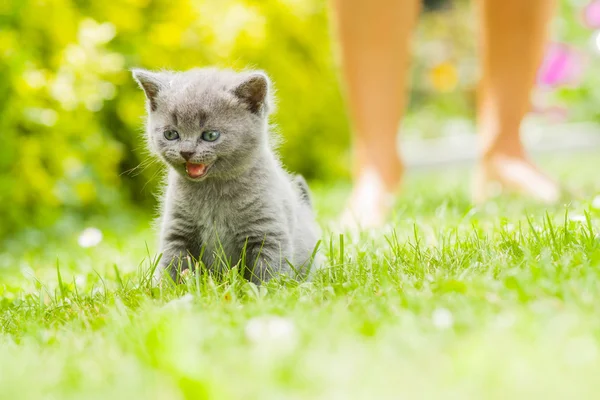 Jonge grijs kitten liggen in de tuin op fris groen gras — Stockfoto