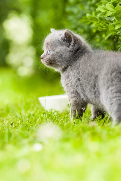 Nuori harmaa kissanpentu makaa puutarhassa tuoreella vihreällä ruoholla — kuvapankkivalokuva