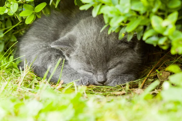 Gatinho cinza jovem deitado no jardim na grama verde fresca — Fotografia de Stock