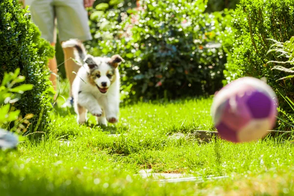 Puppy in park — Stockfoto