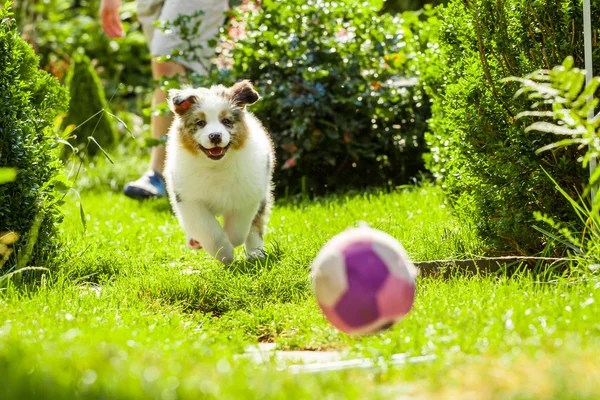 Köpek Parkı