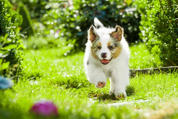 Filhote de cachorro no parque — Fotografia de Stock