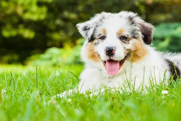 Filhote de cachorro no parque — Fotografia de Stock