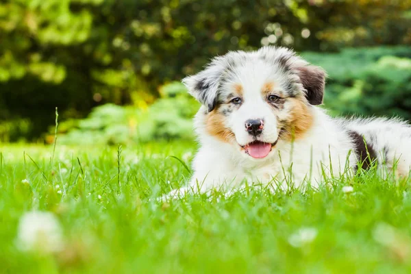 Filhote de cachorro no parque — Fotografia de Stock