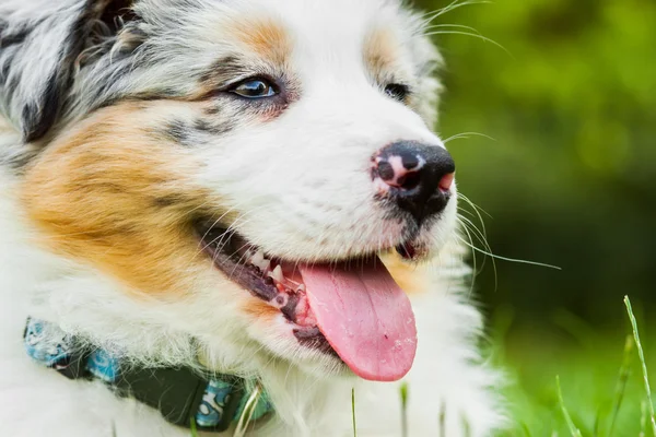 Puppy in park — Stockfoto