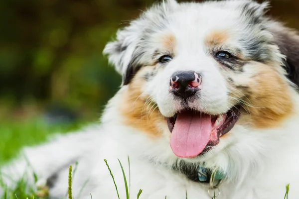 Cachorro en el parque — Foto de Stock