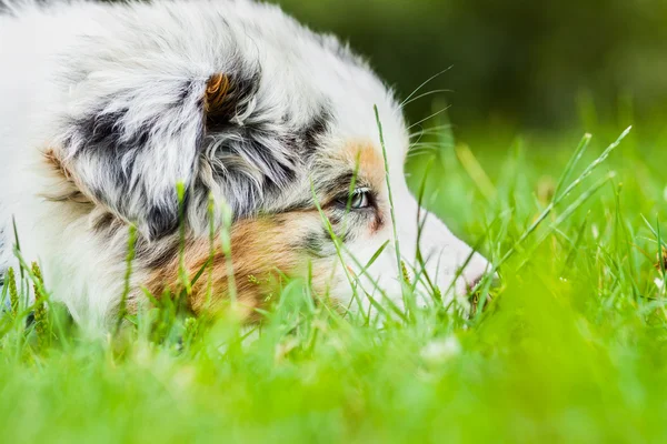 Filhote de cachorro no parque — Fotografia de Stock