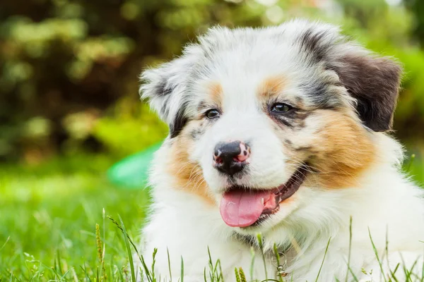 Puppy in park — Stockfoto