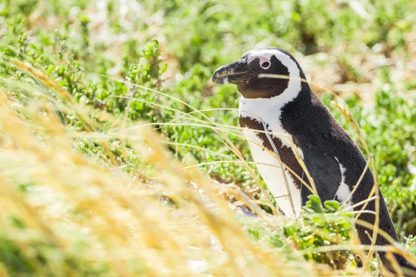 Пингвин в дикой природе — стоковое фото