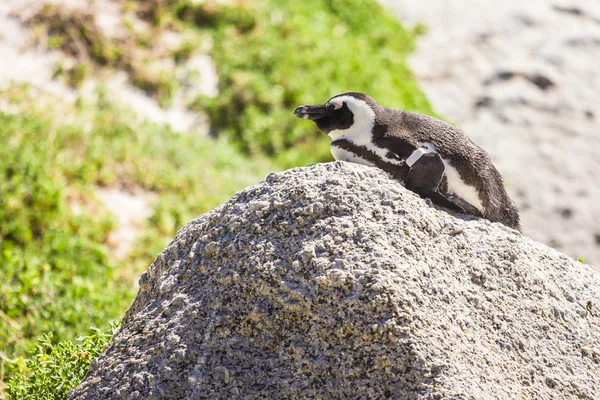 Pinguin in freier Wildbahn — Stockfoto