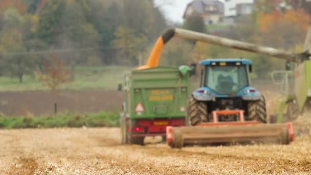 Corn harvest — Stock Video