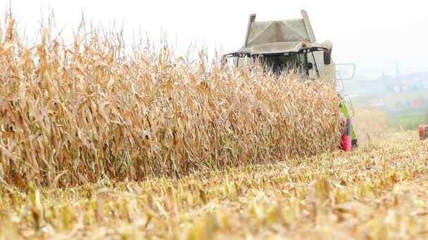 Colheita de milho — Vídeo de Stock