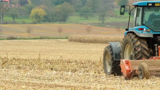 Урожай кукурузы — стоковое видео
