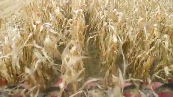 Récolte de maïs — Video