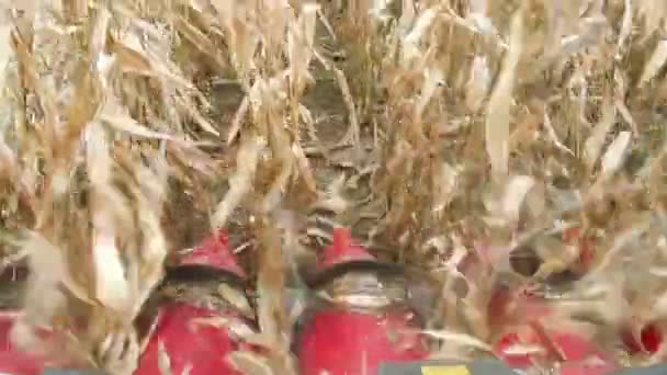 Sklizeň kukuřice — Stock video