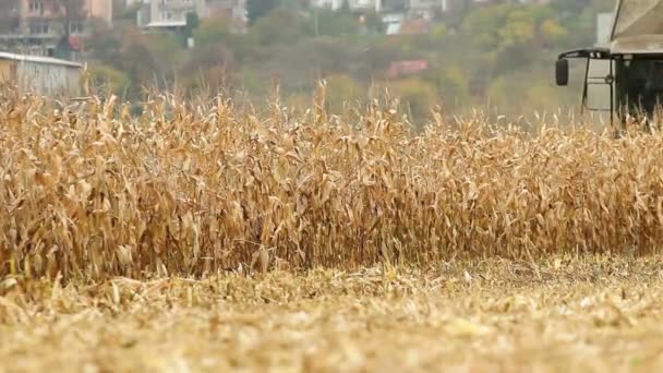 Corn harvest — Stock Video