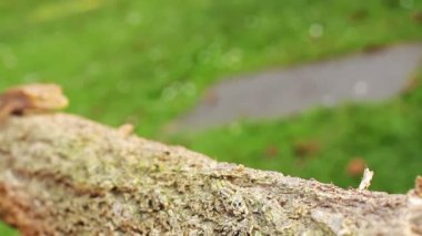 kertenkele gecko